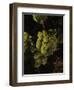 Chardonnay Grapes in Vineyard, Carneros Region, California, USA-null-Framed Premium Photographic Print