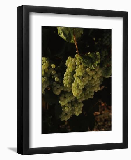 Chardonnay Grapes in Vineyard, Carneros Region, California, USA-null-Framed Premium Photographic Print