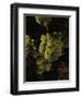 Chardonnay Grapes in Vineyard, Carneros Region, California, USA-null-Framed Premium Photographic Print