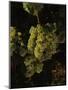 Chardonnay Grapes in Vineyard, Carneros Region, California, USA-null-Mounted Premium Photographic Print