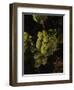 Chardonnay Grapes in Vineyard, Carneros Region, California, USA-null-Framed Photographic Print