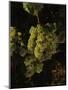 Chardonnay Grapes in Vineyard, Carneros Region, California, USA-null-Mounted Photographic Print