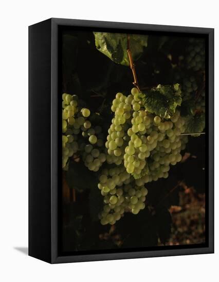 Chardonnay Grapes in Vineyard, Carneros Region, California, USA-null-Framed Stretched Canvas