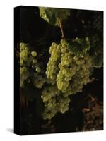 Chardonnay Grapes in Vineyard, Carneros Region, California, USA-null-Stretched Canvas
