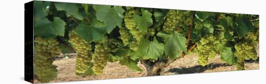 Chardonnay Grapes on the Vine, Napa California, USA-null-Stretched Canvas