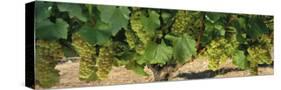 Chardonnay Grapes on the Vine, Napa California, USA-null-Stretched Canvas