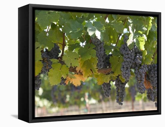 Chardonnay Grapes, Yountville, Napa Valley, California-Walter Bibikow-Framed Stretched Canvas