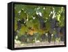 Chardonnay Grapes, Yountville, Napa Valley, California-Walter Bibikow-Framed Stretched Canvas