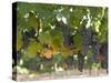 Chardonnay Grapes, Yountville, Napa Valley, California-Walter Bibikow-Stretched Canvas