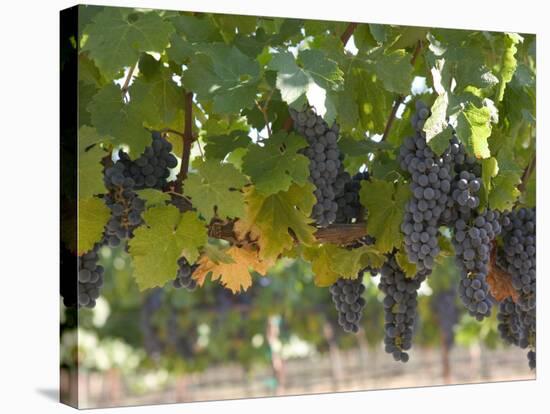 Chardonnay Grapes, Yountville, Napa Valley, California-Walter Bibikow-Stretched Canvas
