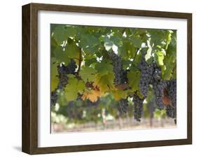 Chardonnay Grapes, Yountville, Napa Valley, California-Walter Bibikow-Framed Photographic Print