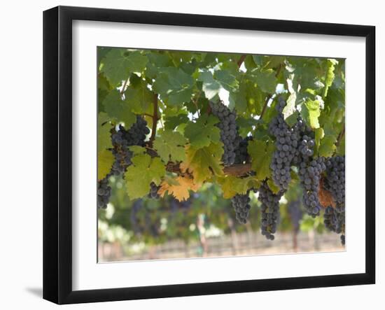 Chardonnay Grapes, Yountville, Napa Valley, California-Walter Bibikow-Framed Photographic Print