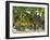 Chardonnay Grapes, Yountville, Napa Valley, California-Walter Bibikow-Framed Photographic Print