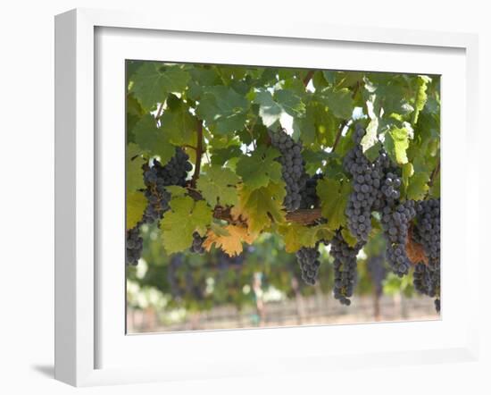 Chardonnay Grapes, Yountville, Napa Valley, California-Walter Bibikow-Framed Photographic Print