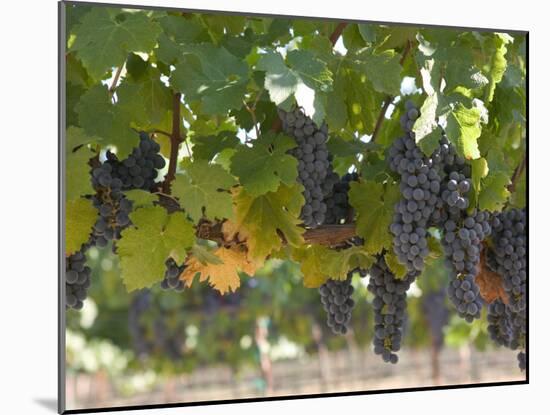 Chardonnay Grapes, Yountville, Napa Valley, California-Walter Bibikow-Mounted Photographic Print