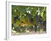 Chardonnay Grapes, Yountville, Napa Valley, California-Walter Bibikow-Framed Photographic Print