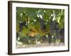 Chardonnay Grapes, Yountville, Napa Valley, California-Walter Bibikow-Framed Photographic Print