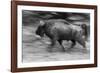 Charge Ahead-Staffan Widstrand-Framed Giclee Print