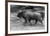 Charge Ahead-Staffan Widstrand-Framed Giclee Print