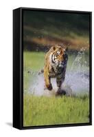 Charging Bengal Tiger-DLILLC-Framed Stretched Canvas