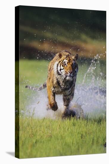 Charging Bengal Tiger-DLILLC-Stretched Canvas