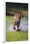 Charging Bengal Tiger-DLILLC-Framed Premium Photographic Print