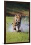 Charging Bengal Tiger-DLILLC-Framed Premium Photographic Print
