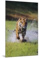 Charging Bengal Tiger-DLILLC-Mounted Premium Photographic Print