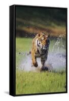 Charging Bengal Tiger-DLILLC-Framed Stretched Canvas