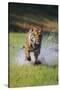 Charging Bengal Tiger-DLILLC-Stretched Canvas