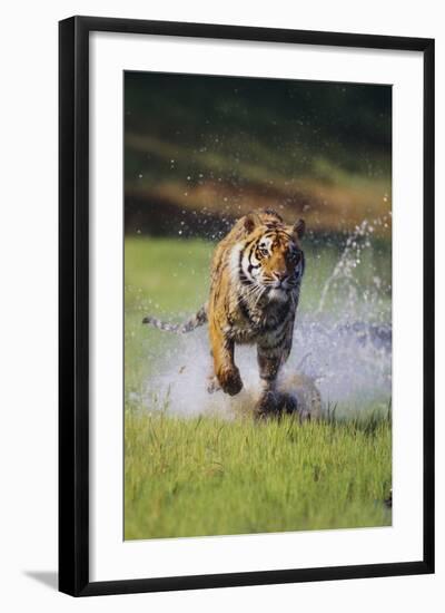 Charging Bengal Tiger-DLILLC-Framed Photographic Print