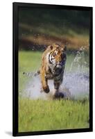 Charging Bengal Tiger-DLILLC-Framed Photographic Print