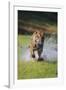 Charging Bengal Tiger-DLILLC-Framed Photographic Print