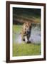 Charging Bengal Tiger-DLILLC-Framed Photographic Print