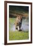 Charging Bengal Tiger-DLILLC-Framed Photographic Print