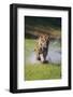 Charging Bengal Tiger-DLILLC-Framed Photographic Print