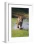 Charging Bengal Tiger-DLILLC-Framed Photographic Print