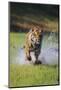 Charging Bengal Tiger-DLILLC-Mounted Photographic Print