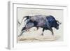 Charging Bull, 1998-Mark Adlington-Framed Giclee Print