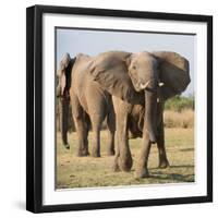 Charging Elepant-Scott Bennion-Framed Photo