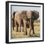 Charging Elepant-Scott Bennion-Framed Photo