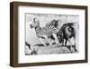 Charging Gnu-Central Press-Framed Photographic Print