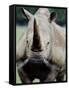 Charging Rhino-null-Framed Stretched Canvas