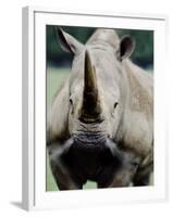 Charging Rhino-null-Framed Photographic Print