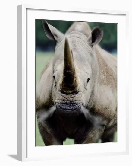 Charging Rhino-null-Framed Photographic Print