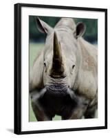 Charging Rhino-null-Framed Photographic Print