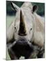 Charging Rhino-null-Mounted Photographic Print