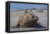 Charging Southern Elephant Seal Bull (Mirounga Leonina), St. Andrews Bay, South Georgia-Michael Nolan-Framed Stretched Canvas