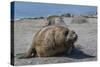 Charging Southern Elephant Seal Bull (Mirounga Leonina), St. Andrews Bay, South Georgia-Michael Nolan-Stretched Canvas
