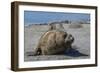 Charging Southern Elephant Seal Bull (Mirounga Leonina), St. Andrews Bay, South Georgia-Michael Nolan-Framed Photographic Print